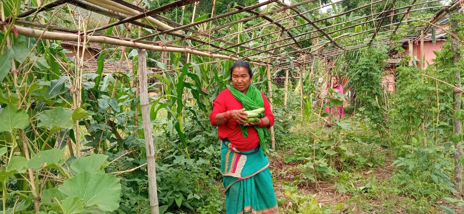 व्यवसायिक तरकारी खेतीतर्फ किसानहरु आर्कषित