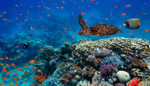 समुद्रमा जैविक विविधता संरक्षणका लागि सम्झौता गर्न संयुक्त राष्ट्र संघ फेरि पनि असफल